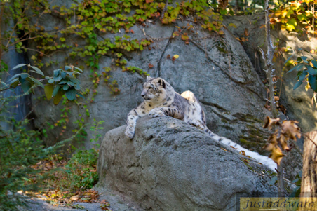 Enlarge photo 87