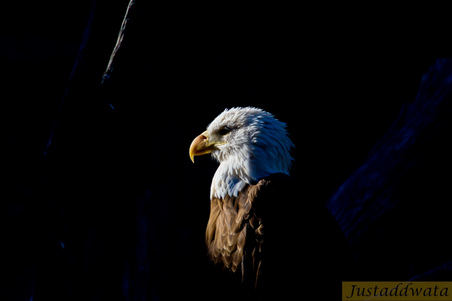 Enlarge photo 96