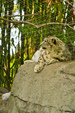 Enlarge photo 78