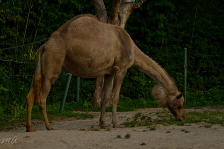 Enlarge photo 88
