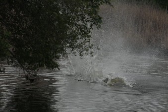 Enlarge photo 91