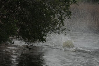 Enlarge photo 92