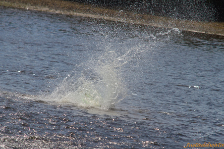 Enlarge photo 189