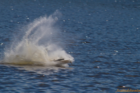 Enlarge photo 249