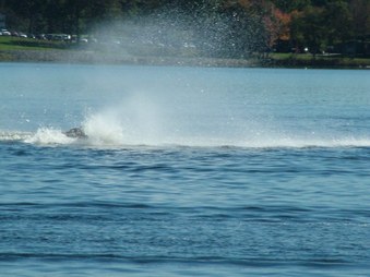 Enlarge photo 85