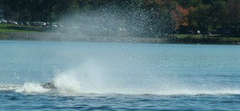Enlarge photo 86