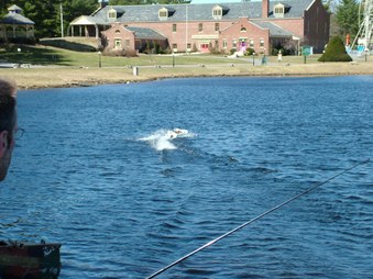 Enlarge photo 152