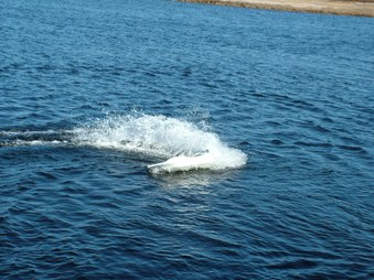 Enlarge photo 189