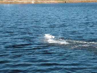 Enlarge photo 211