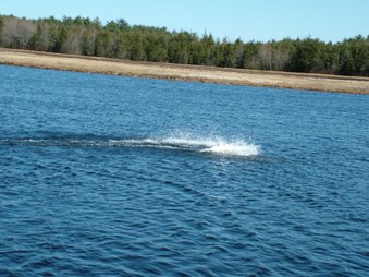 Enlarge photo 216