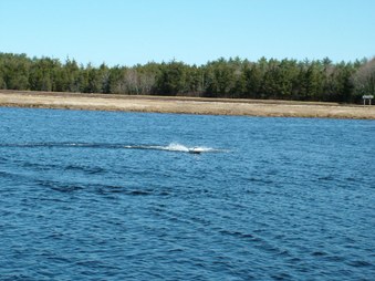 Enlarge photo 221