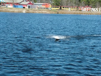 Enlarge photo 290