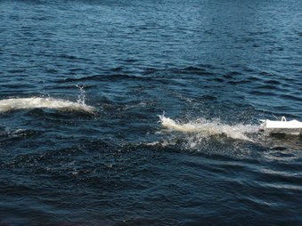 Enlarge photo 336
