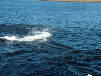 Enlarge photo 340