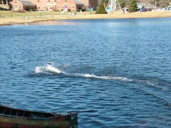 Enlarge photo 346