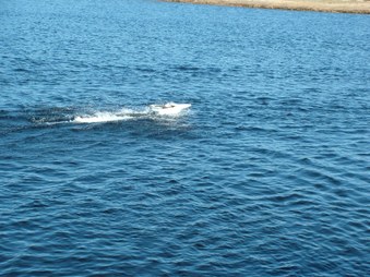 Enlarge photo 381