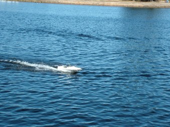 Enlarge photo 423