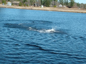 Enlarge photo 435