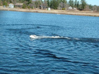 Enlarge photo 438