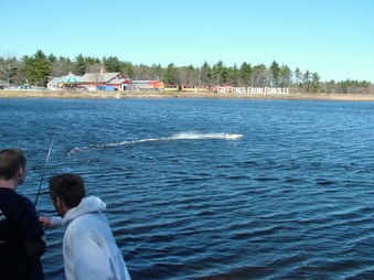 Enlarge photo 452