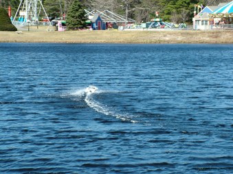 Enlarge photo 455