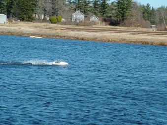 Enlarge photo 461