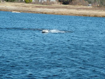 Enlarge photo 462