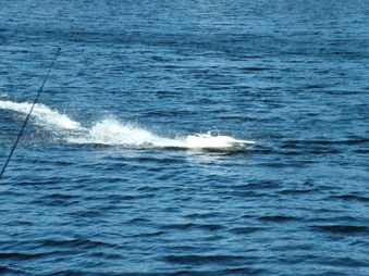 Enlarge photo 471