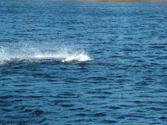 Enlarge photo 482