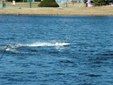 Enlarge photo 483