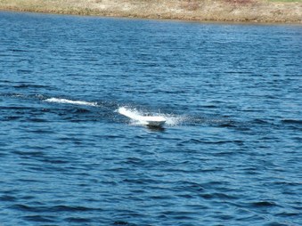 Enlarge photo 485