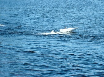 Enlarge photo 531