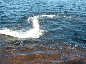 Enlarge photo 545