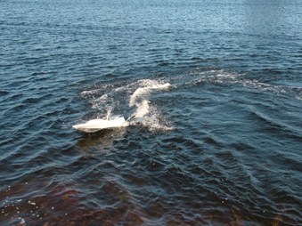 Enlarge photo 558