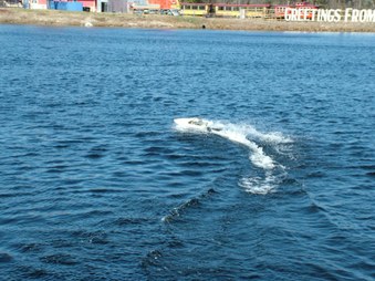 Enlarge photo 607