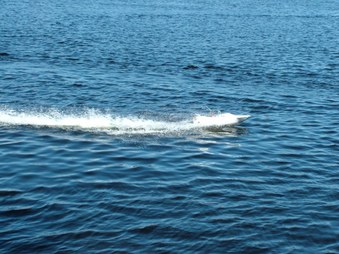 Enlarge photo 687
