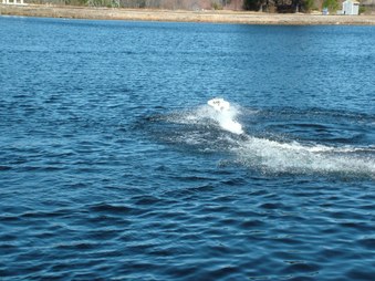 Enlarge photo 690