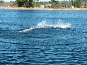 Enlarge photo 693
