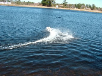 Enlarge photo 703