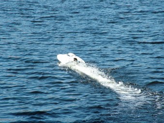 Enlarge photo 726