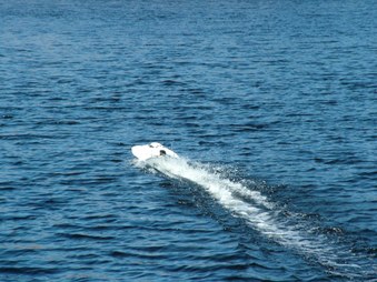 Enlarge photo 727