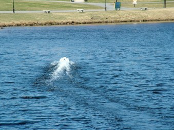 Enlarge photo 729