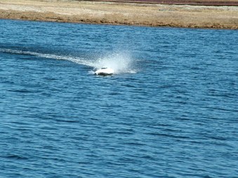 Enlarge photo 742