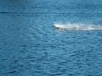 Enlarge photo 831