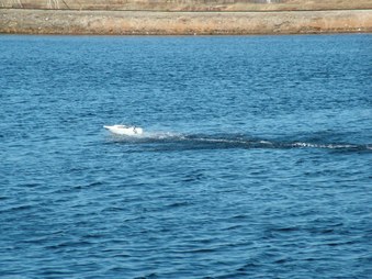 Enlarge photo 833