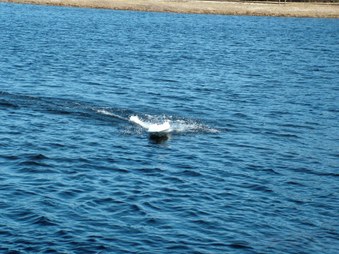 Enlarge photo 1076