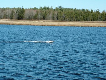 Enlarge photo 1085