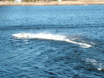 Enlarge photo 1108