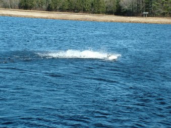 Enlarge photo 1111