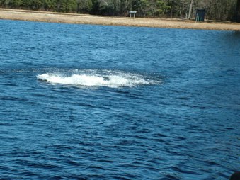 Enlarge photo 1110